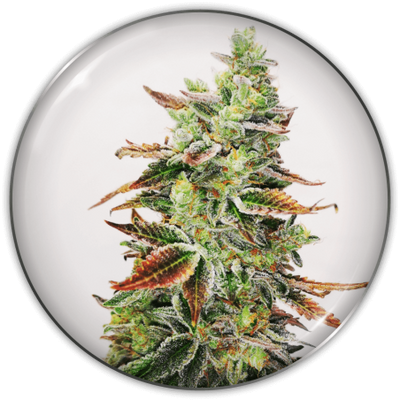 BANANA PURP FEM X3-MEDICAL SEEDS (DS)