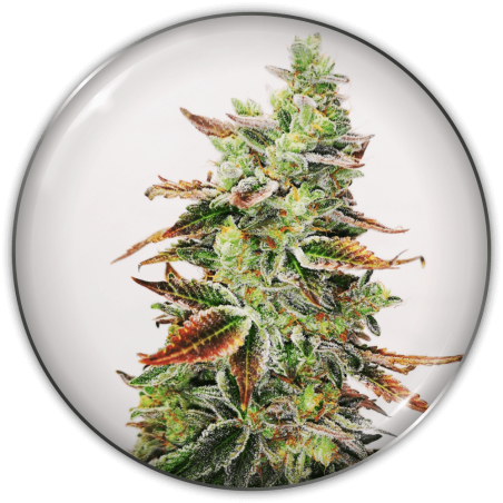 BANANA PURP FEM X3-MEDICAL SEEDS (DS)