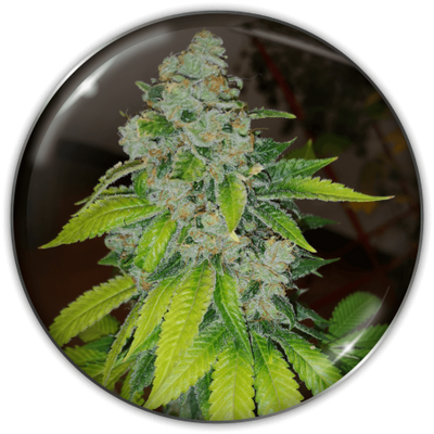 ZKITTLEZ FEM X3-MEDICAL SEEDS (DS)
