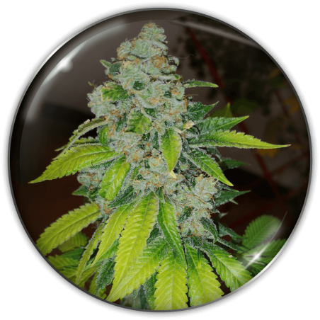 ZKITTLEZ FEM X3-MEDICAL SEEDS (DS)