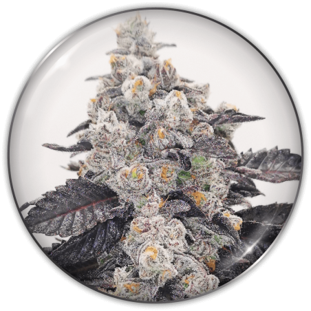 PINK SHERBERT FEM X3-MEDICAL SEEDS (DS)