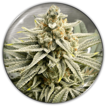GRAPE FUEL FEM X3-MEDICAL SEEDS