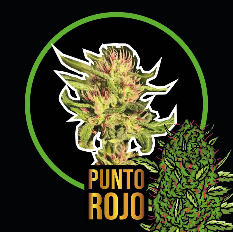 PUNTO ROJO FAST VERSION X100-DELIRIUM SEEDS