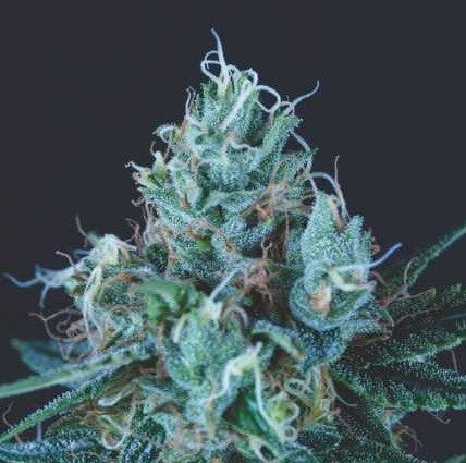 ICE CREAM FEM X5+2-PYRAMID SEEDS (DS)
