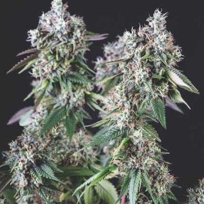 MENDOCINO PURPLE KUSH FEM X5+2-PYRAMID SEEDS (DS)