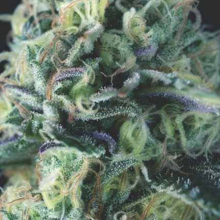 COOKIES AUTO X3+1 - PYRAMID SEEDS (DS)