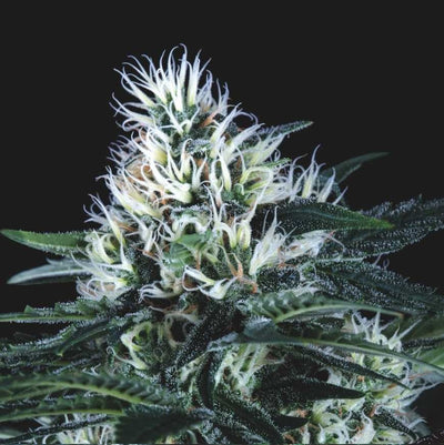 WEMBLEY FAST X3+1 - PYRAMID SEEDS (DS)