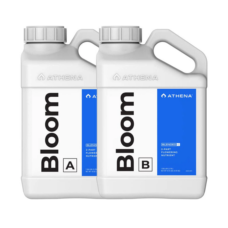 BLOOM A+B 3.75LT-ATHENA (DS)