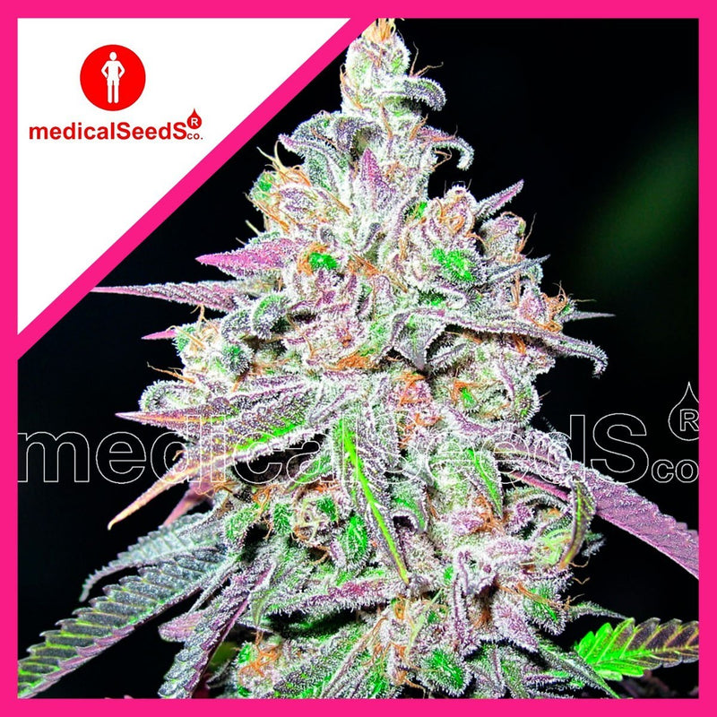 MENDOCINO CHANEL KUSH FEM X3+2-MEDICAL SEEDS (DS)