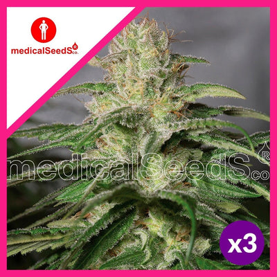 OG KUSH CBD FEM X3+2-MEDICAL SEEDS (DS)