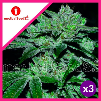 SOUR GLUE FEM X3+2-MEDICAL SEEDS (DS)