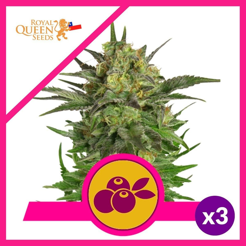 HAZE BERRY FEM X3-ROYAL QUEEN SEEDS (DS)
