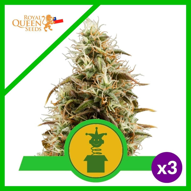 ROYAL JACK AUTO X3-ROYAL QUEEN SEEDS (DS)