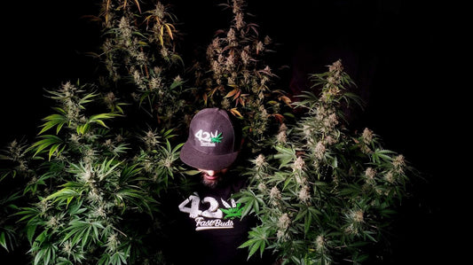 Mix Autoflorecientes Auto (FB) 5 Semillas