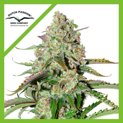 COLORADO COOKIES AUTO X3-DUTCH PASSION (DS)