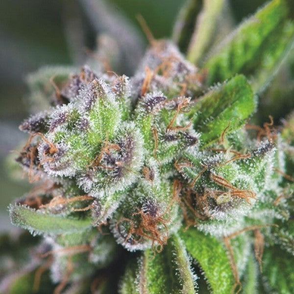 WATERMELON ZKITTEZ FEM X3+1-PYRAMID SEEDS (DS)