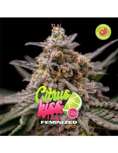 CITRUS KISS FEM X2-BSF