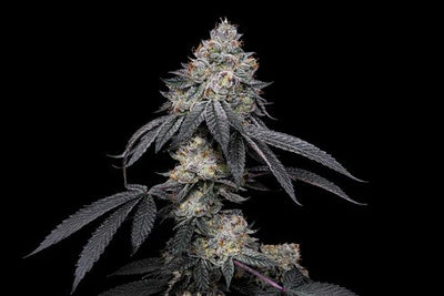 BRRBERRY X FRUITY PEBBLES OG X25-SECRET FILE (DS)