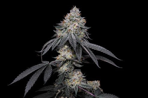 BRRBERRY X FRUITY PEBBLES OG X3+1-SECRET FILE