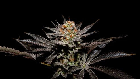 FUJI X FRUITY PEBBLES OG X3+1-SECRET FILE