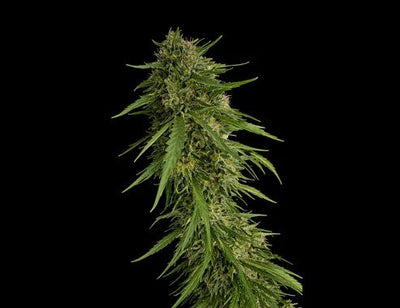 SOUR NANA X FRUITY PEBBLES OG X3+1-SECRET FILE (DS)
