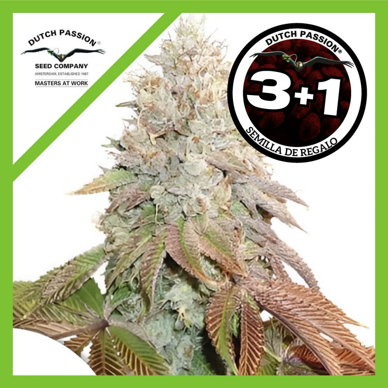 BANANA BLAZE AUTO X3+1-DUTCH PASSION