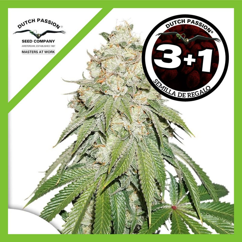 BANANA BLAZE FEM X3+1-DUTCH PASSION (DS)