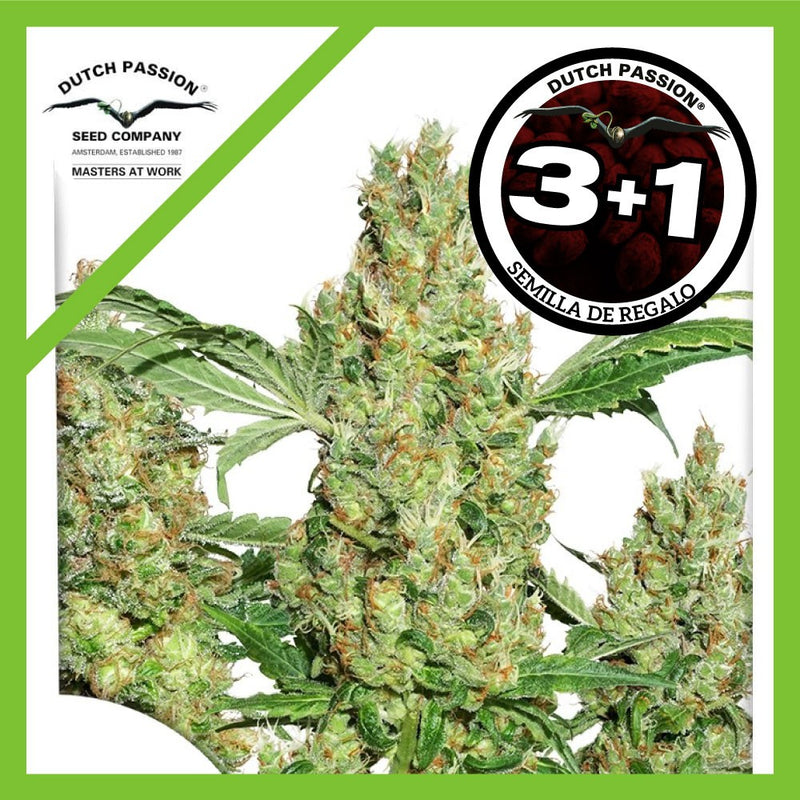 POWER PLANT FEM X3+1-DUTCH PASSION