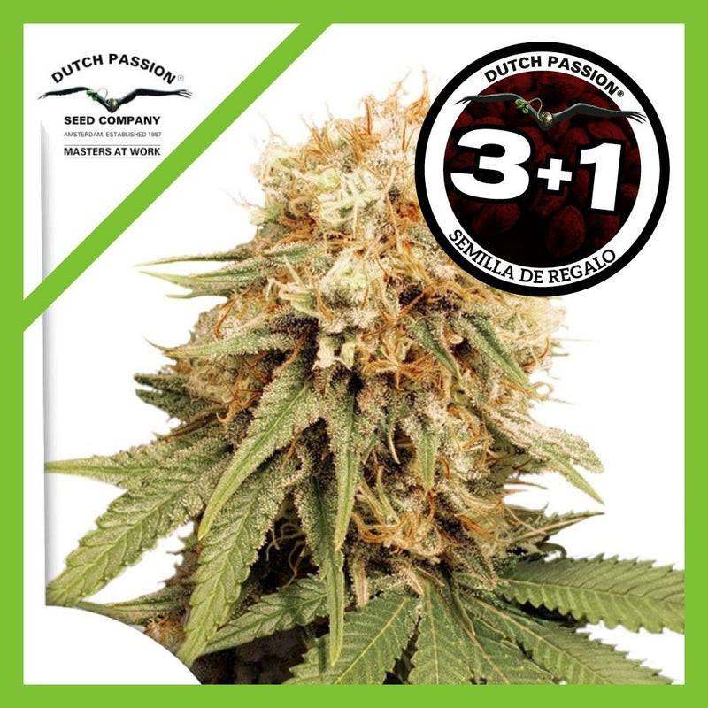 WHITE WIDOW FEM X3+1-DUTCH PASSION