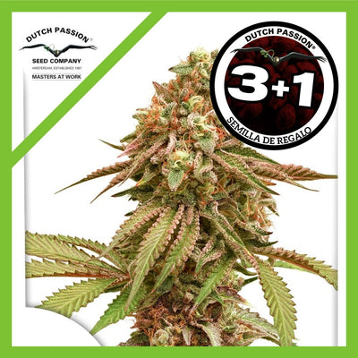 TROPICAL TANGIE FEM X3+1-DUTCH PASSION (DS)