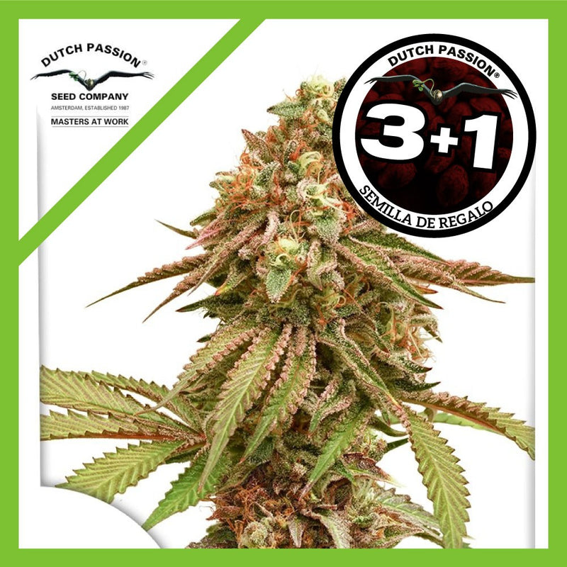TROPICAL TANGIE FEM X3+1-DUTCH PASSION