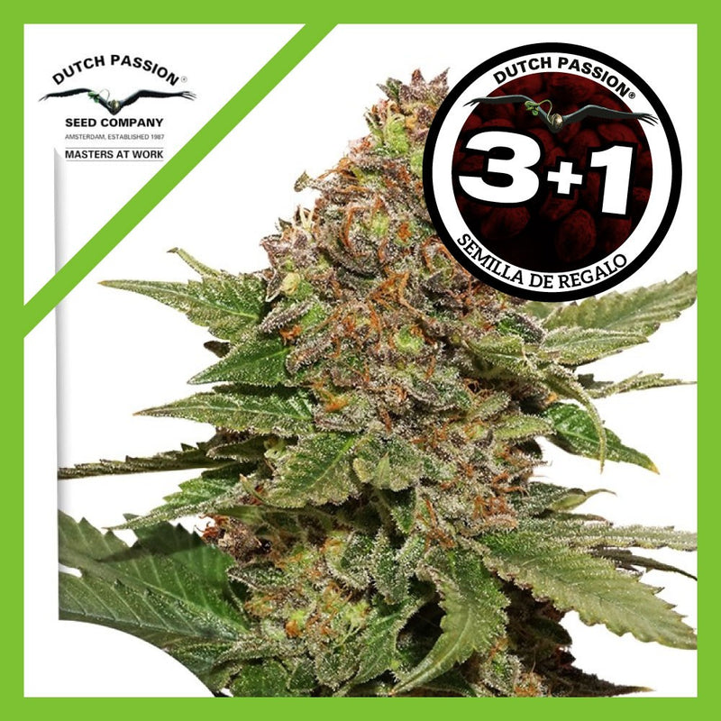 STRAWBERRY COUGH FEM X3+1-DUTCH PASSION