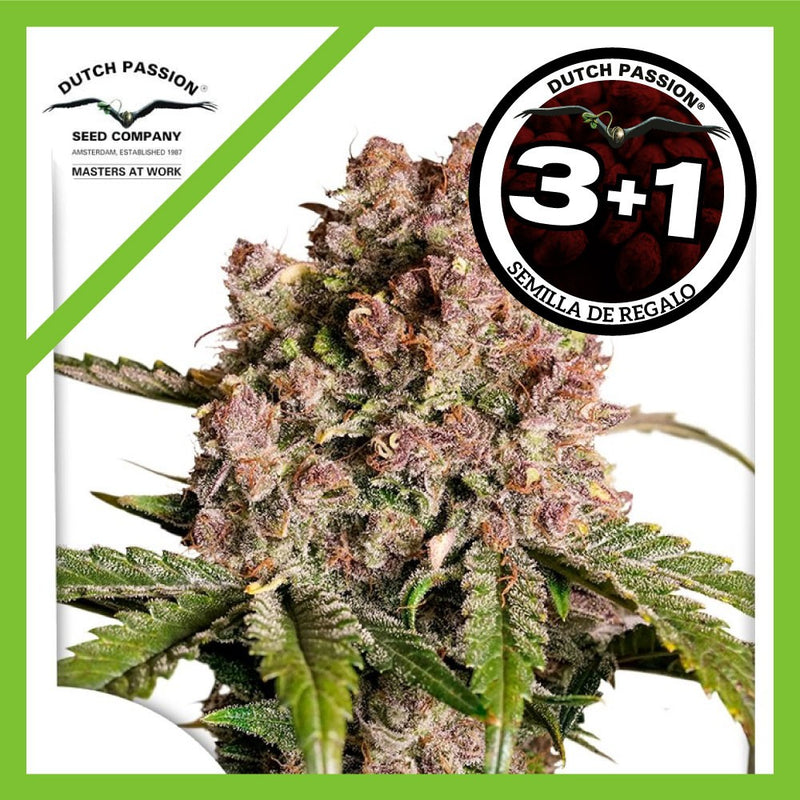 STRAWBERRY SODA AUTO X3+1-DUTCH PASSION