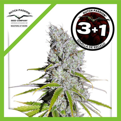 SKUNK HAZE CBD FEM X3+1-DUTCH PASSION