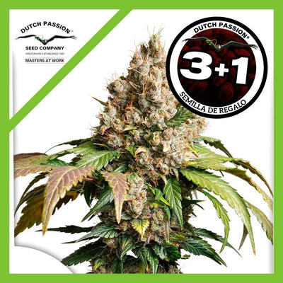 RED TROPICANA COOKIES AUTO X3+1-DUTCH PASSION (DS)