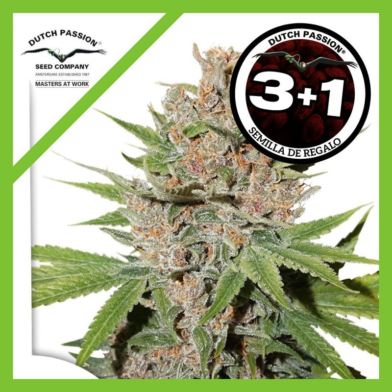 PASSION FRUIT FEM X3+1-DUTCH PASSION
