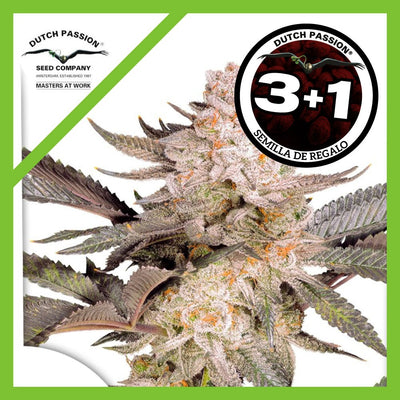 ORANGE BUD FEM 2.0 X3+1-DUTCH PASSION (DS)