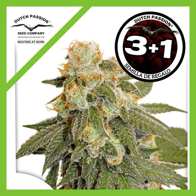 ORANGE BUD AUTO X3+1-DUTCH PASSION (DS)