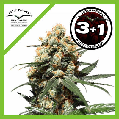 ORANGE HILL SPECIAL FEM X3+1-DUTCH PASSION (DS)