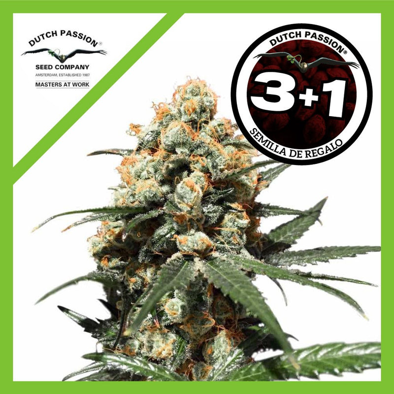 ORANGE HILL SPECIAL FEM X3+1-DUTCH PASSION