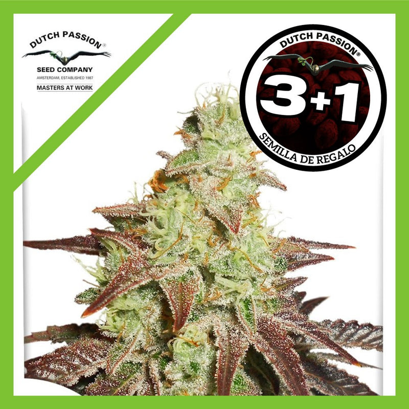 NIGHT QUEEN AUTO X3+1-DUTCH PASSION