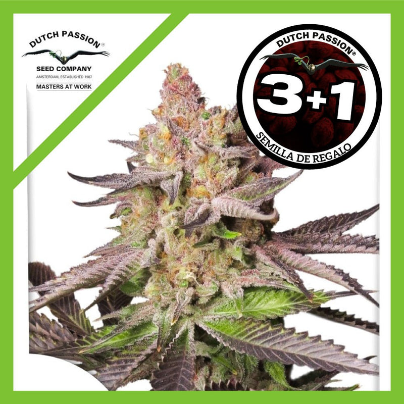 MELONADE RUNTZ FEM X3+1-DUTCH PASSION (DS)