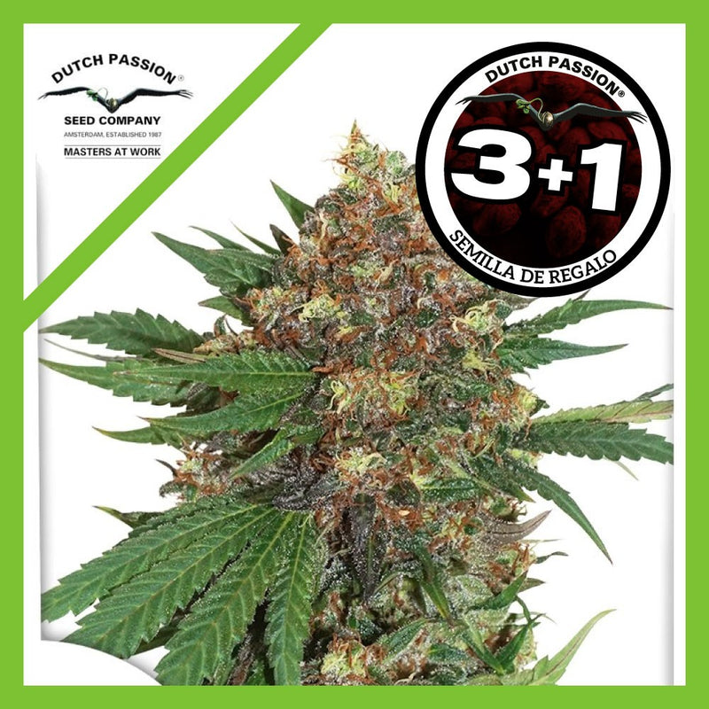 MASTER KUSH FEM X3+1-DUTCH PASSION