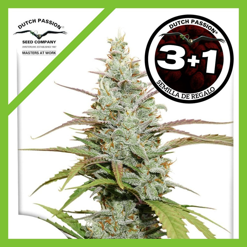 LEMON KIX AUTO X3+1-DUTCH PASSION