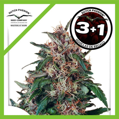 HOLLANDS HOPE FEM X3+1-DUTCH PASSION (DS)