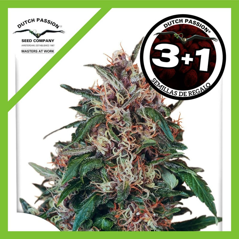 HOLLANDS HOPE FEM X3+1-DUTCH PASSION (DS)