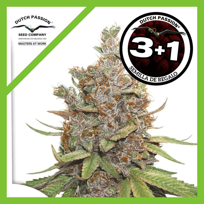 GLUEBERRY OG AUTO X3+1-DUTCH PASSION