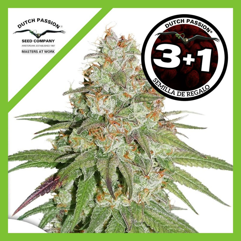 GLUEBERRY OG FEM X3+1-DUTCH PASSION