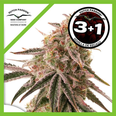 FROZEN BISCOTTI FEM X3+1-DUTCH PASSION (DS)