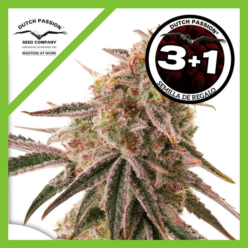 FROZEN BISCOTTI FEM X3+1-DUTCH PASSION